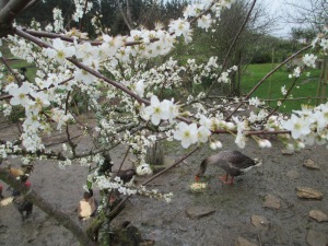 faltam duas semanas para a primavera, mas as ameixeiras já começaram a florir